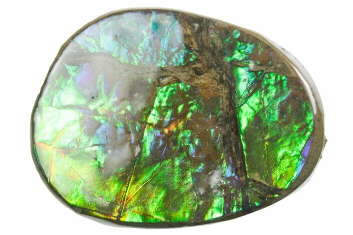 Iridescent Ammolite (Fossil Ammonite Shell) - Alberta #357516